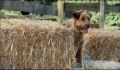 dr dolittle 3-avi_425.jpg